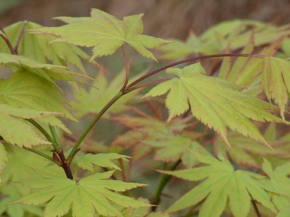 jeune bois de aceraceae acer shirasawanum cv. 'autumn moon'