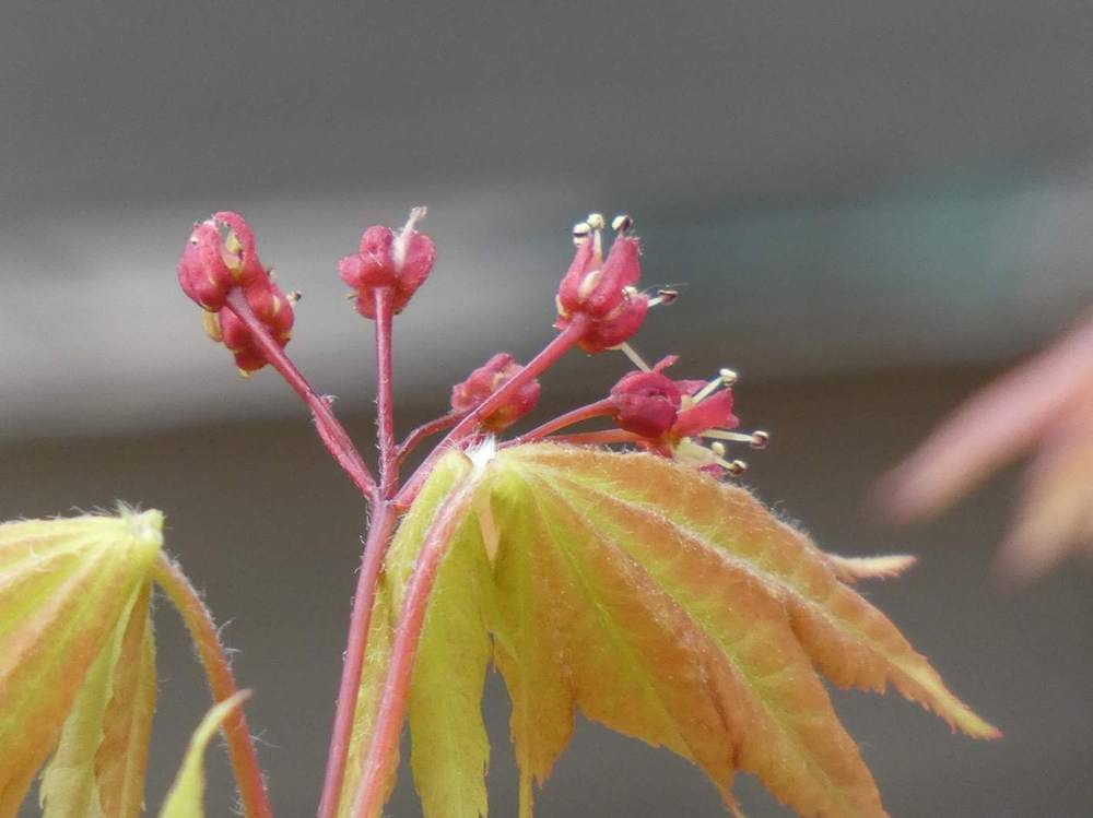 fleur de aceraceae acer shirasawanum cv. 'autumn moon'