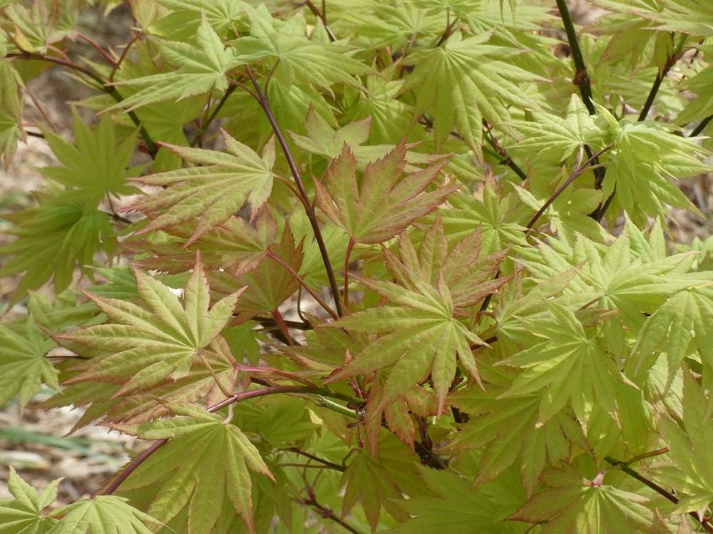 printemps de aceraceae acer shirasawanum cv. 'autumn moon'