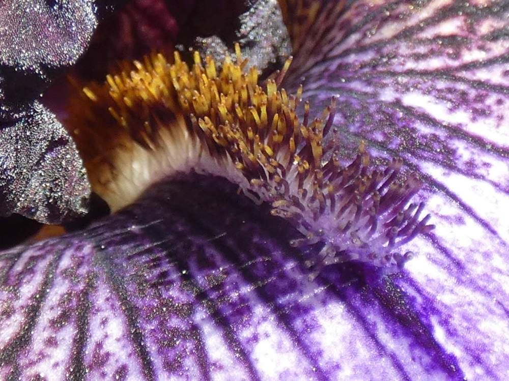 barbe de iridaceae iris barbu cv. 'baltic star'