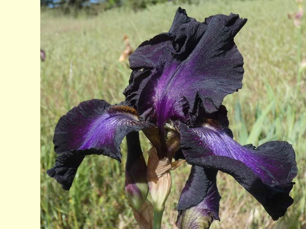 iridaceae iris barbu cv. 'baltic star'