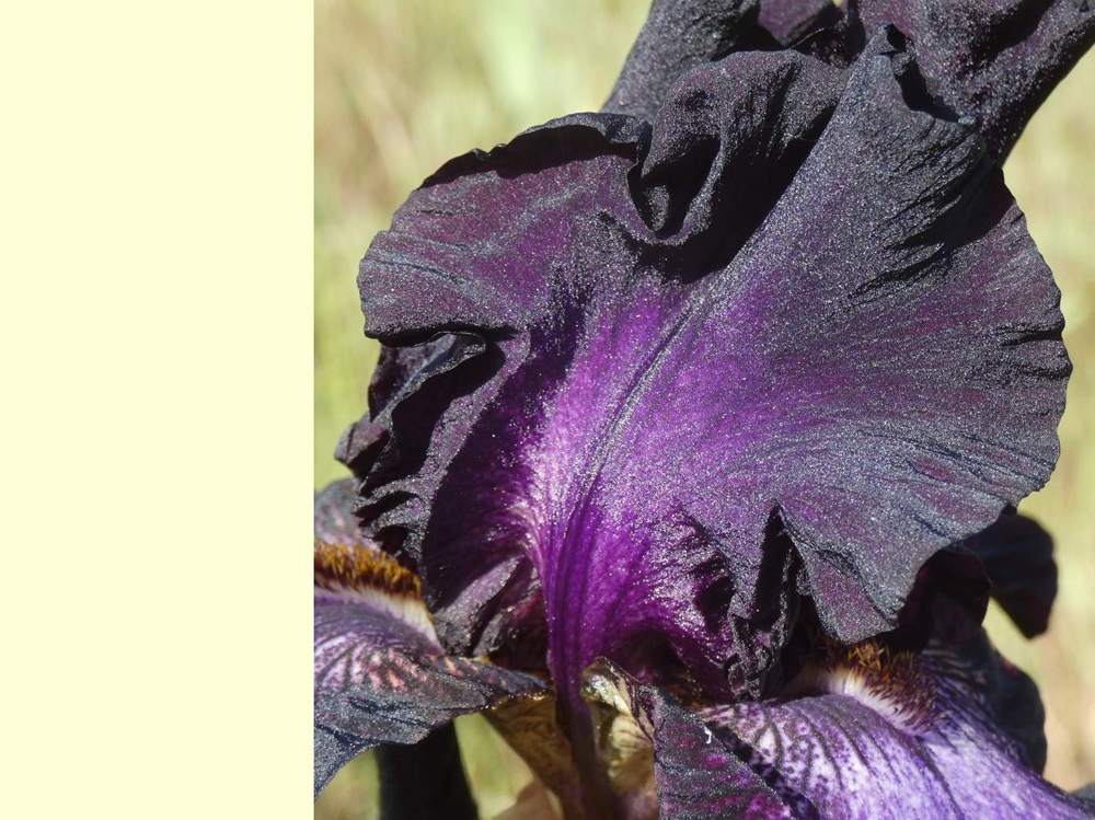 pétale de iridaceae iris barbu cv. 'baltic star'