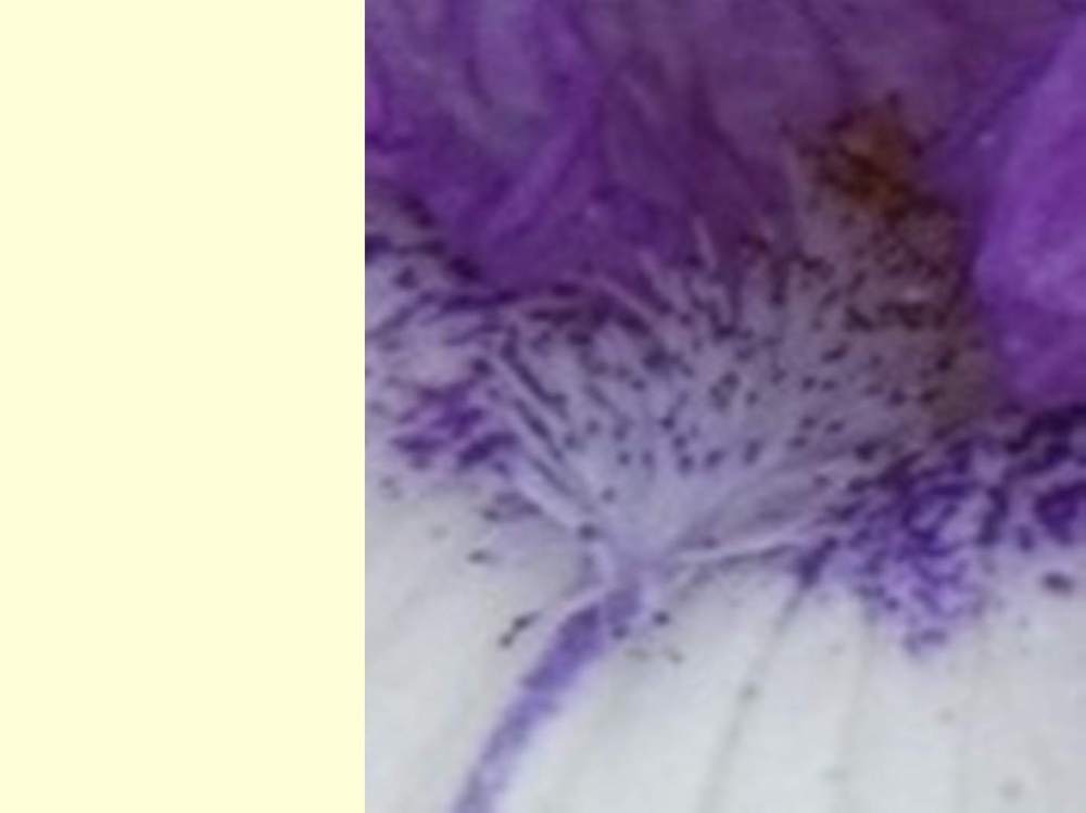 barbe de iridaceae iris barbu cv. 'barbara may'