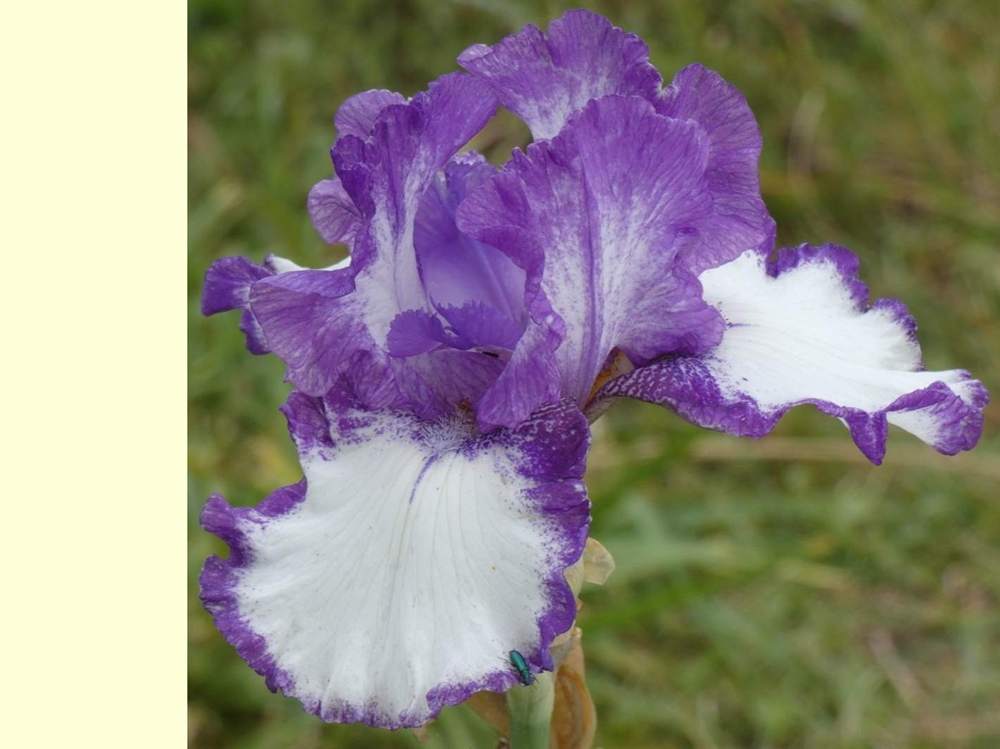 iridaceae iris barbu cv. 'barbara may'