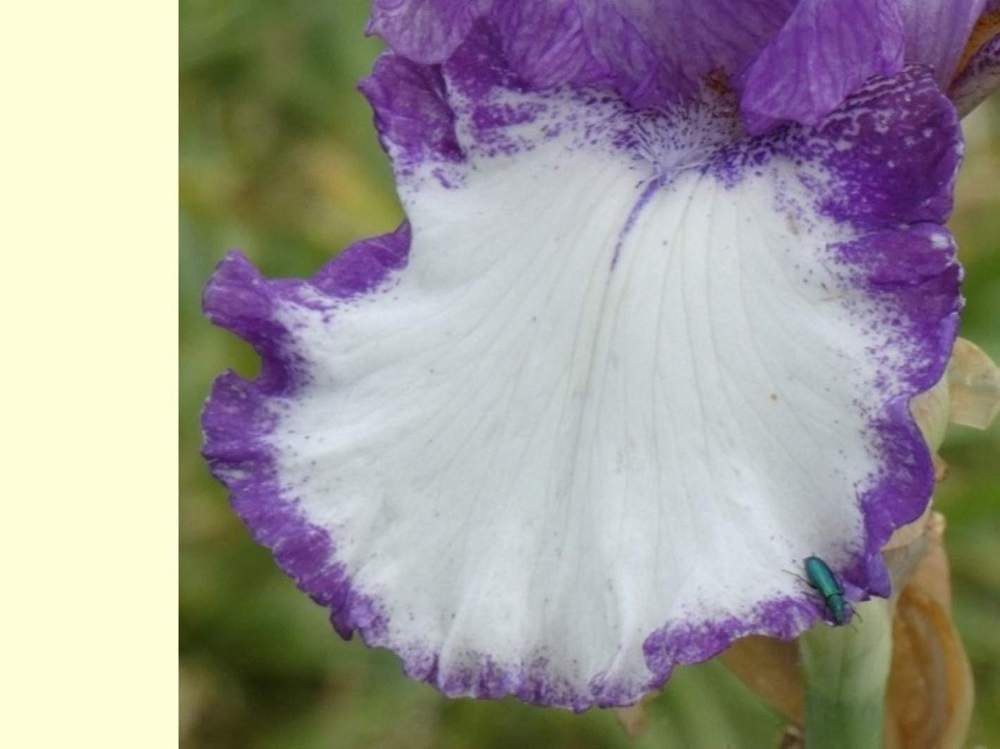 sépale de iridaceae iris barbu cv. 'barbara may'