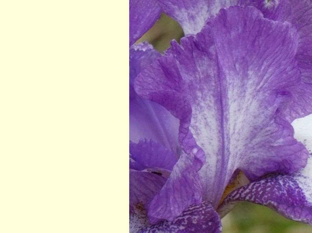 pétale de iridaceae iris barbu cv. 'barbara may'