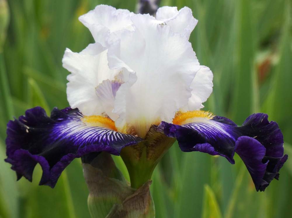 iridaceae iris barbu cv. 'barbe noire'