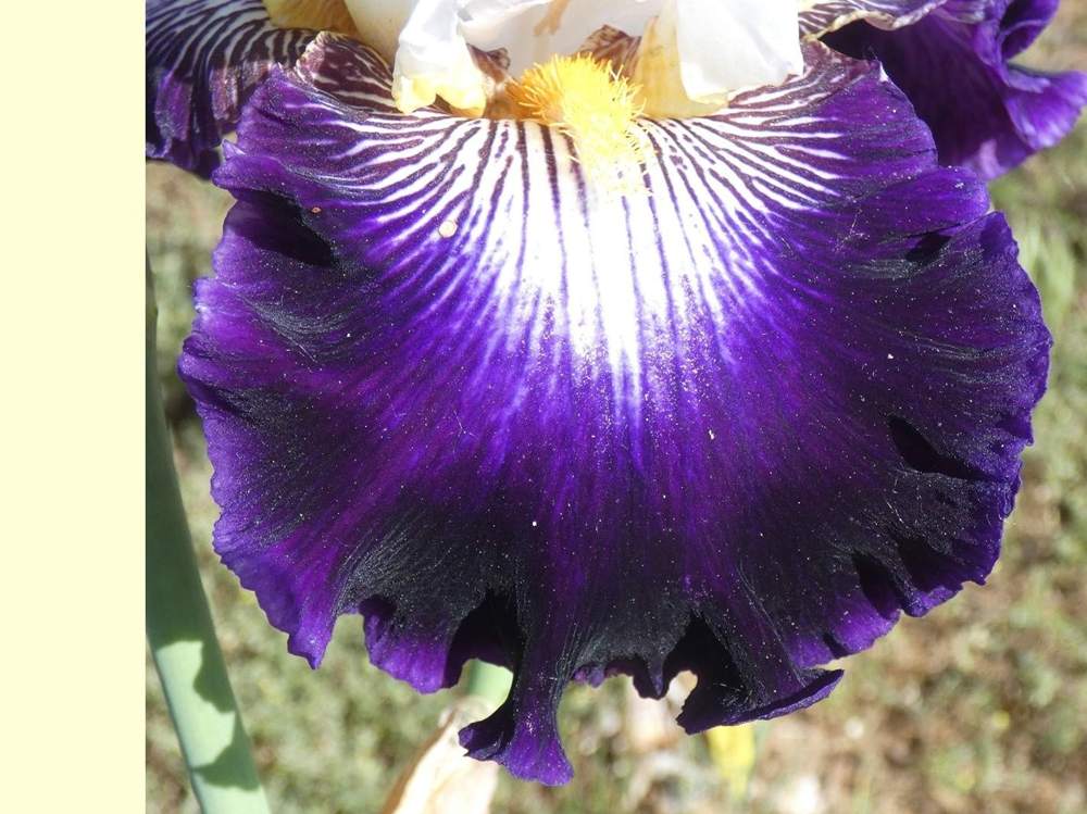 sépale de iridaceae iris barbu cv. 'barbe noire'