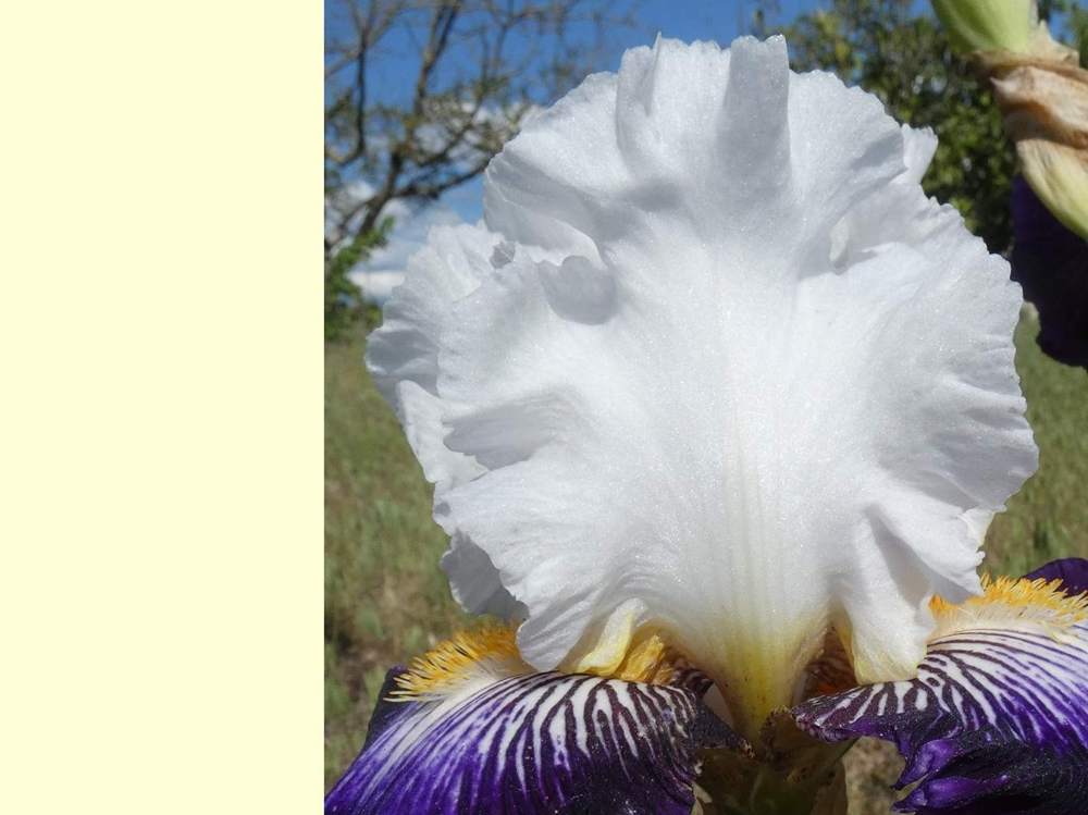 pétale de iridaceae iris barbu cv. 'barbe noire'