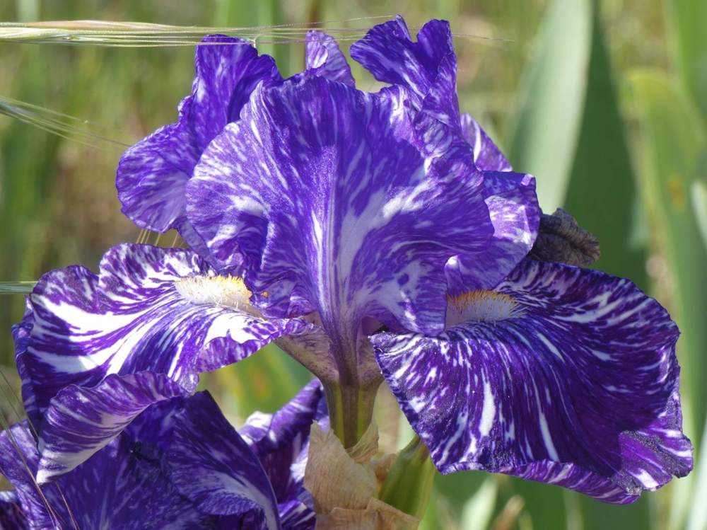 iridaceae iris barbu cv. 'batik'
