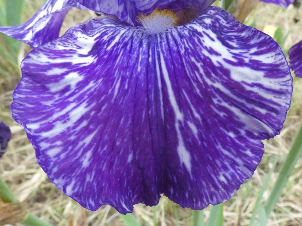 sépale de iridaceae iris barbu cv. 'batik'