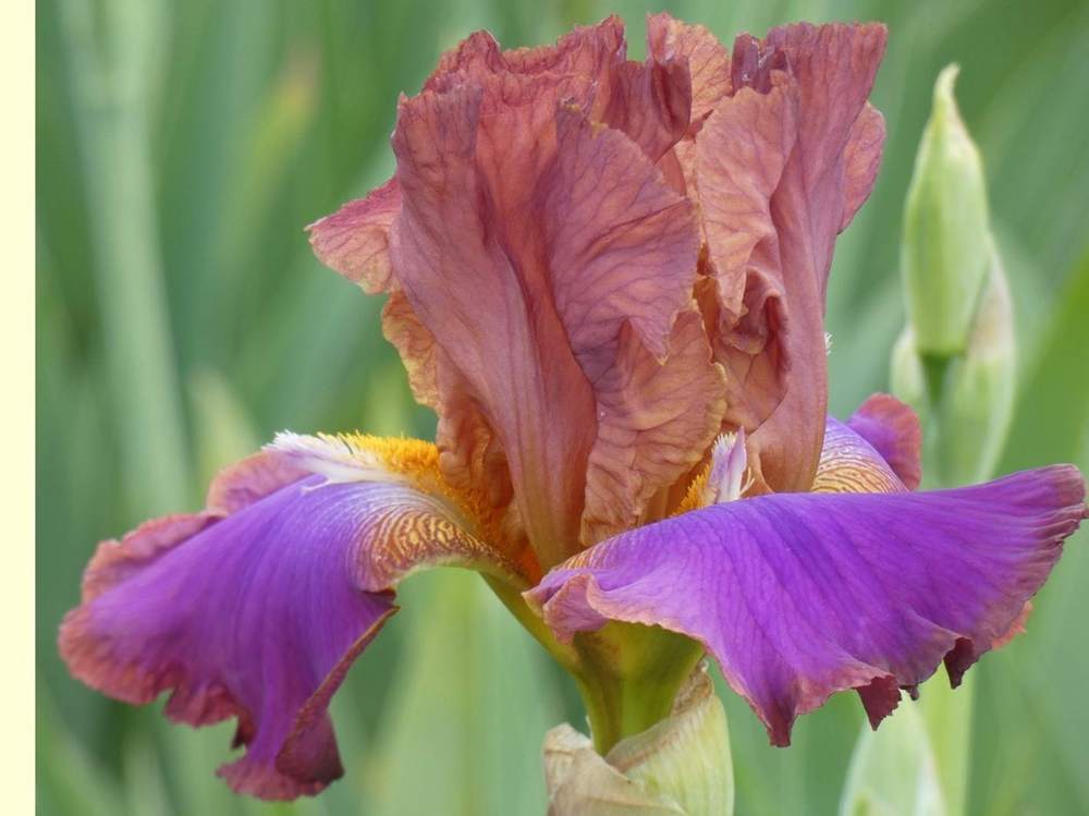 iridaceae iris barbu cv. 'battle star'