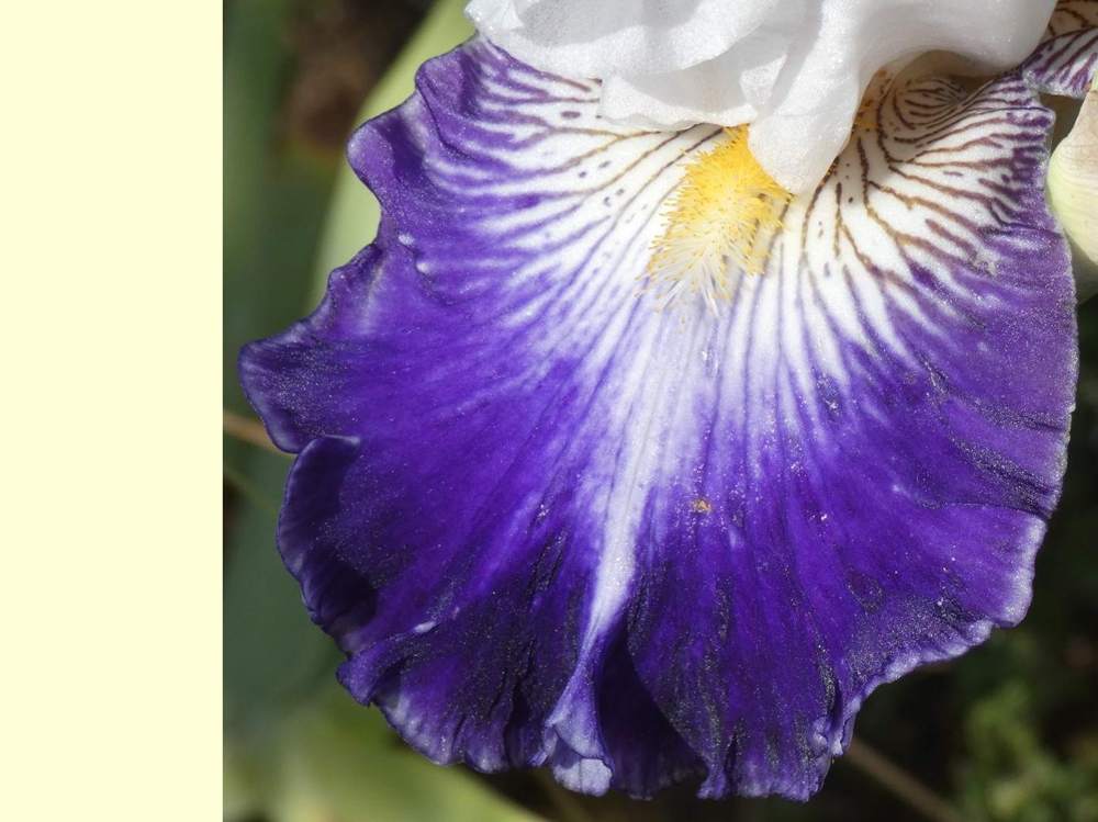 sépale de iridaceae iris barbu cv. 'beautiful nitra'