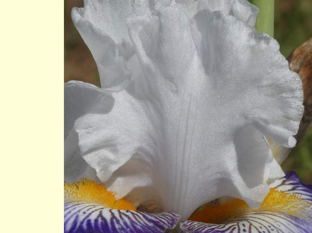 pétale de iridaceae iris barbu cv. 'beautiful nitra'