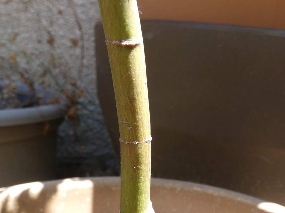 écorce de aceraceae acer palmatum cv. 'beni hagoromo'