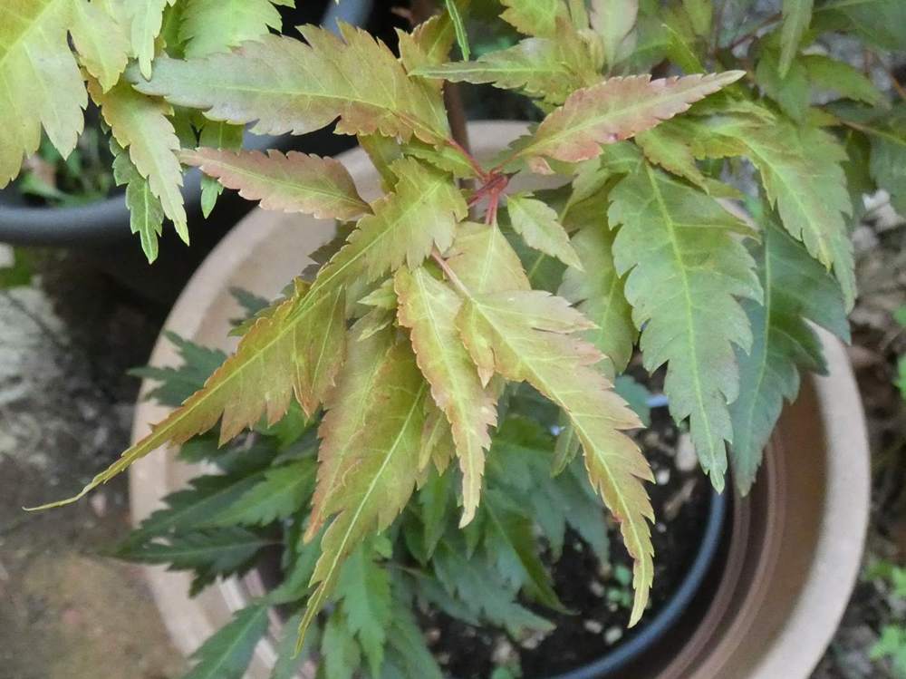 printemps de aceraceae acer palmatum cv. 'beni hagoromo'