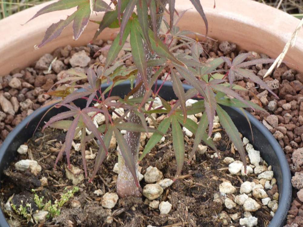 été de aceraceae acer palmatum gr. linearilobum cv. 'beni Õtake'