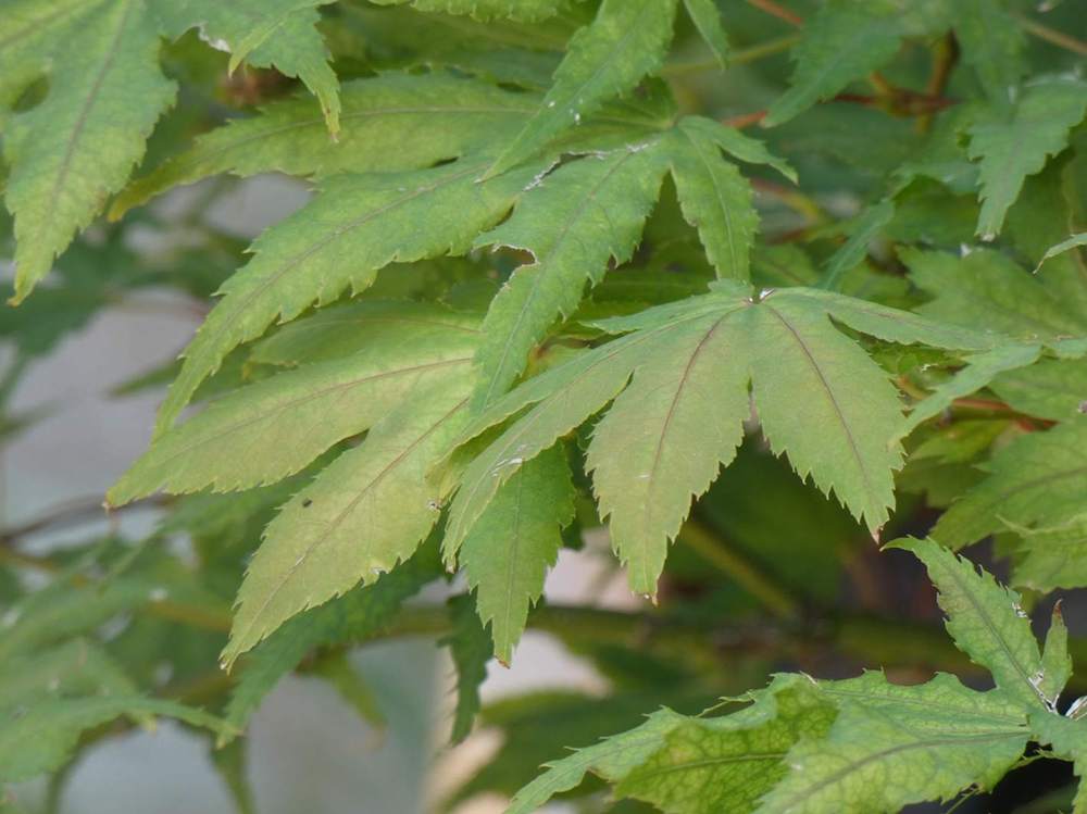 été de aceraceae acer palmatum ssp. matsumurae cv. 'beni shigitatsu sawa'