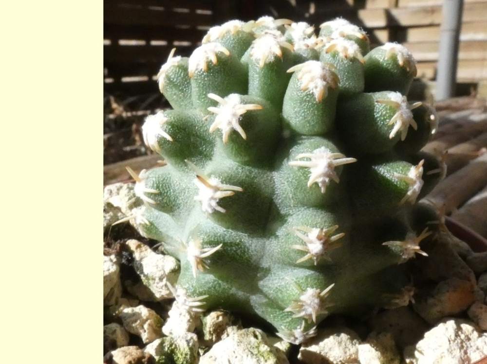 Cactaceae Haageocereus bieblii