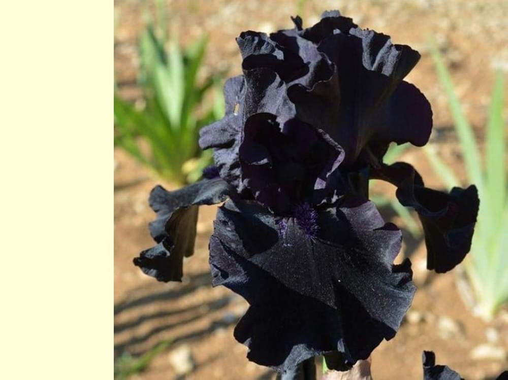 iridaceae iris barbu cv. 'black sublime'