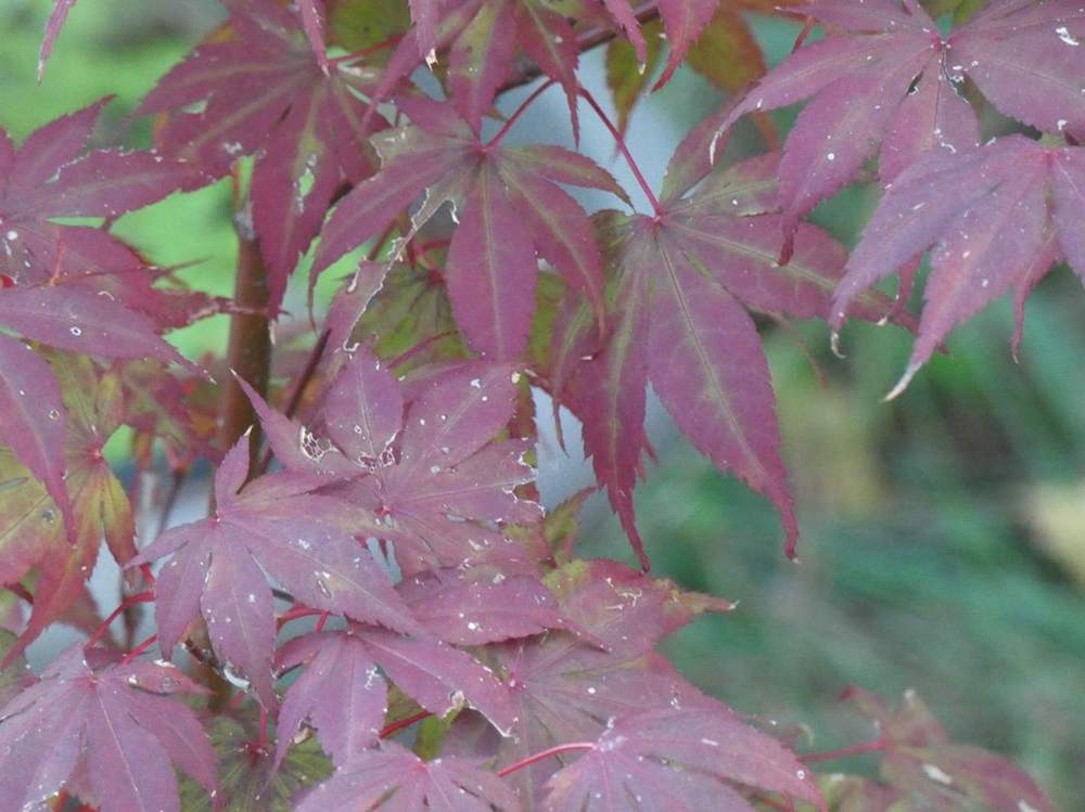 automne de aceraceae acer palmatum ssp. amoenum cv. 'bloodgood'