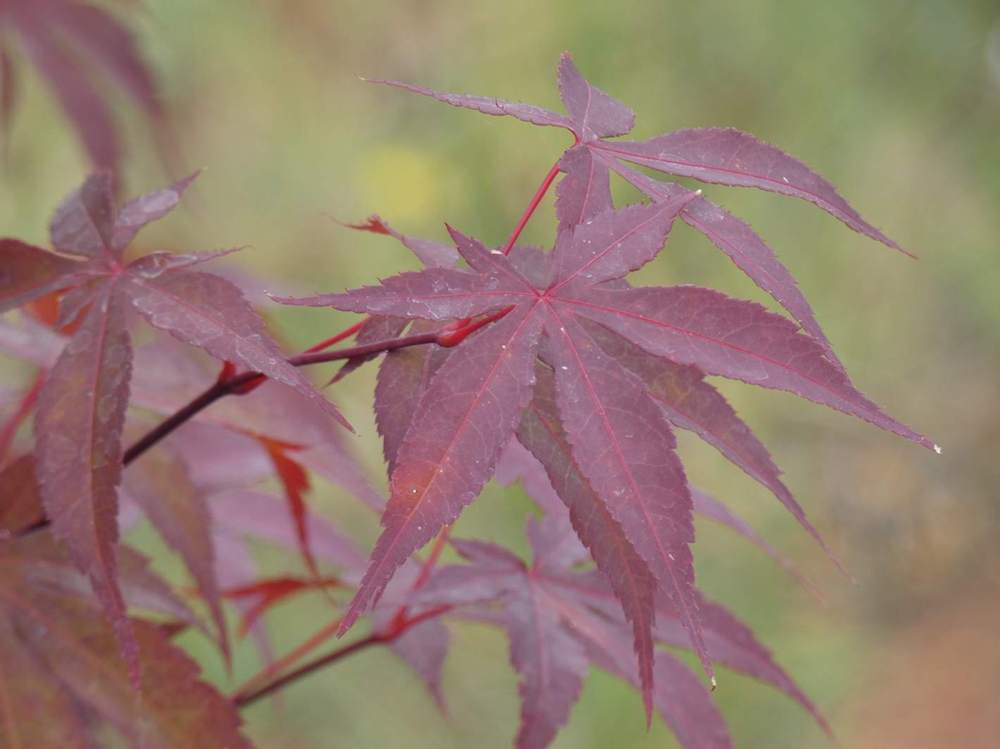 été de aceraceae acer palmatum ssp. amoenum cv. 'bloodgood'