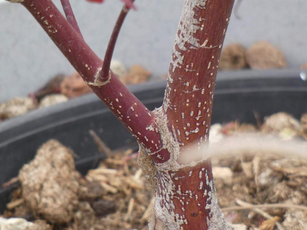 écorce de aceraceae acer palmatum ssp. amoenum cv. 'bloodgood'