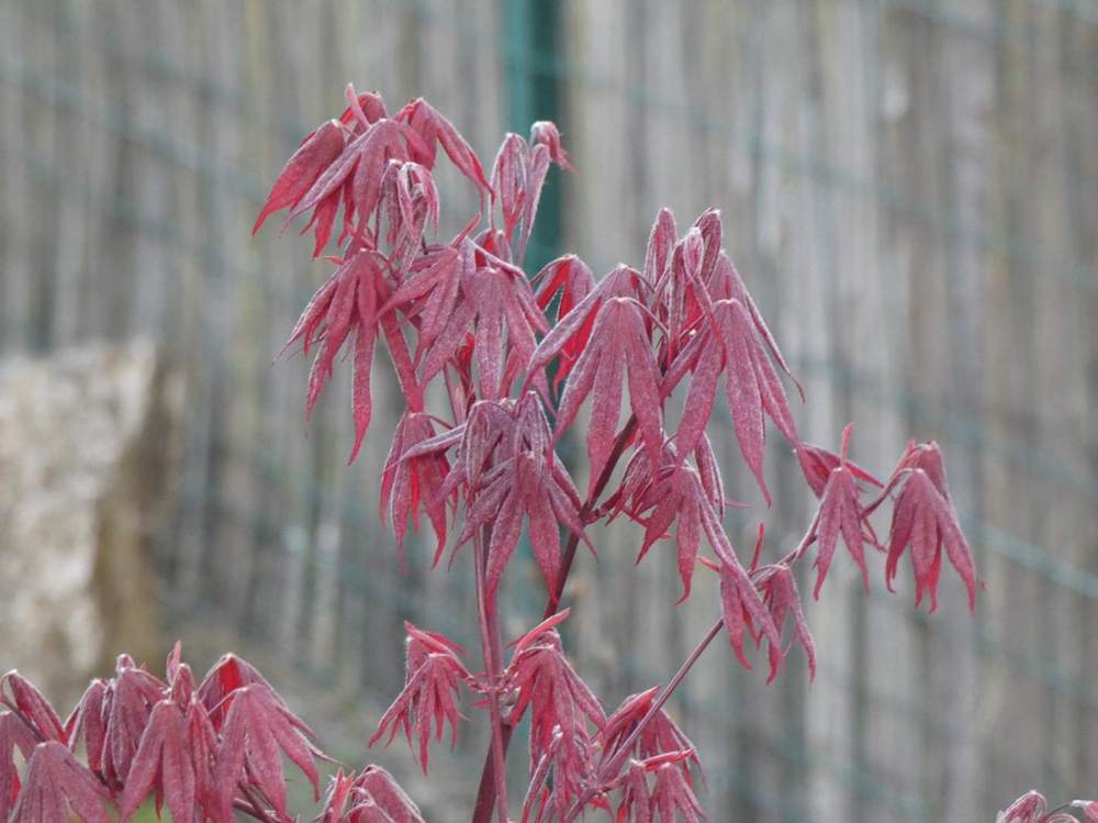 printemps de aceraceae acer palmatum ssp. amoenum cv. 'bloodgood'
