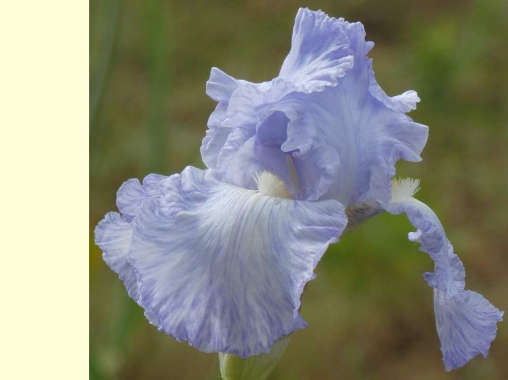 iridaceae iris barbu cv. 'blue reflection'