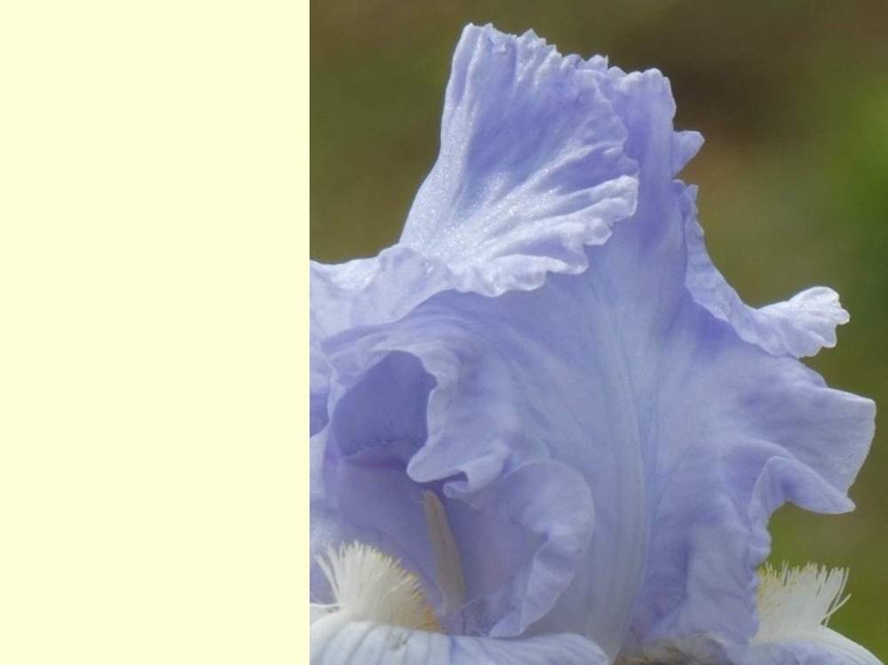 pétale de iridaceae iris barbu cv. 'blue reflection'