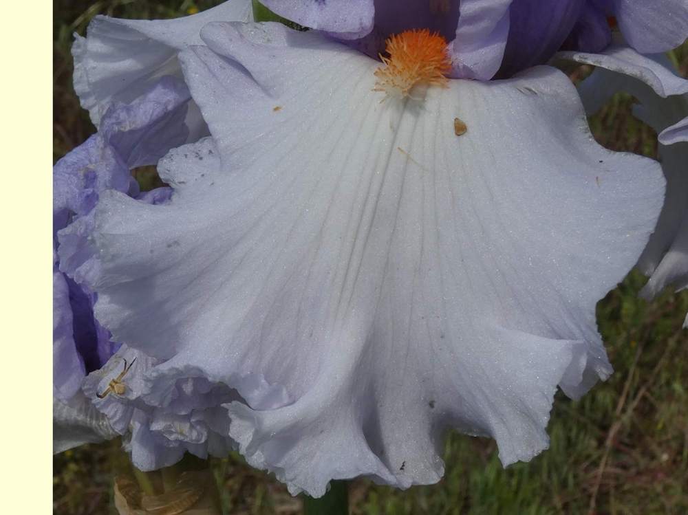 sépale de iridaceae iris barbu cv. 'blue rising'