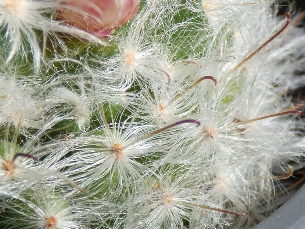 aréole-aiguillon de cactaceae mammillaria bocasana