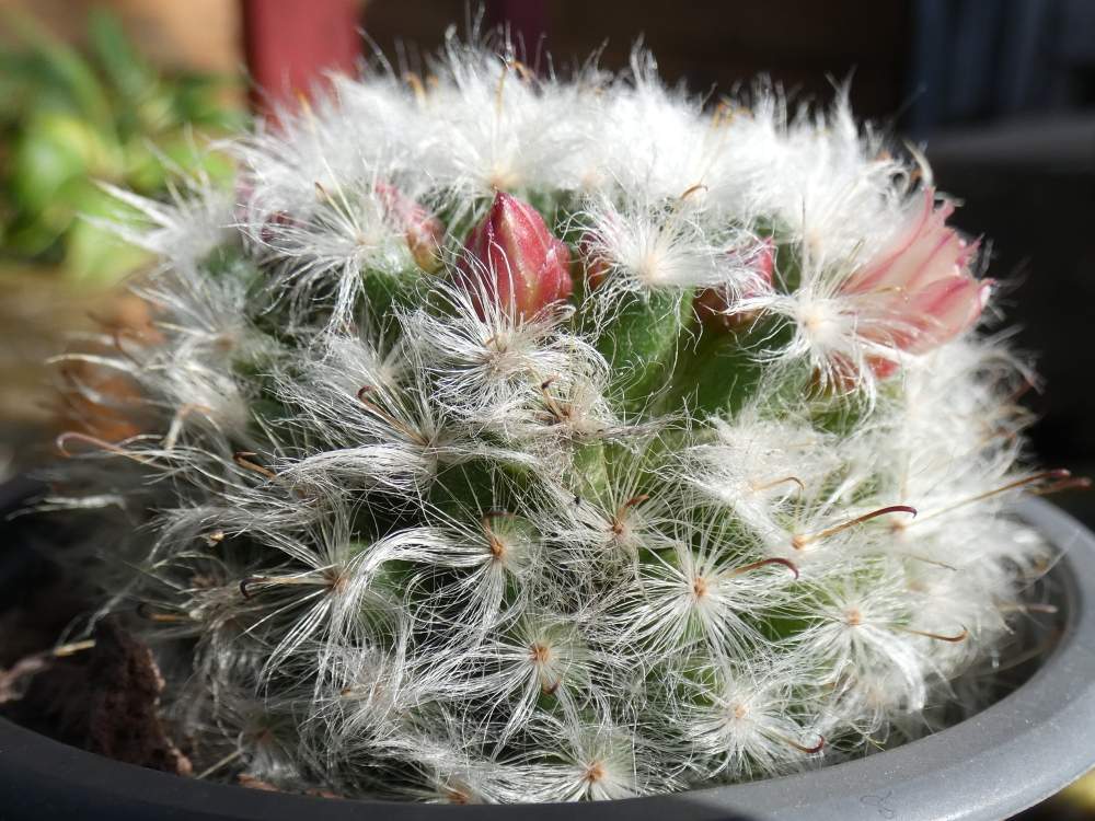 Cactaceae Mammillaria bocasana