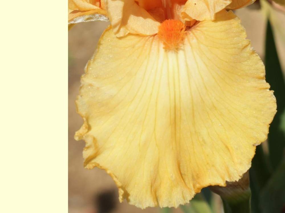 sépale de iridaceae iris barbu cv. 'bogota'