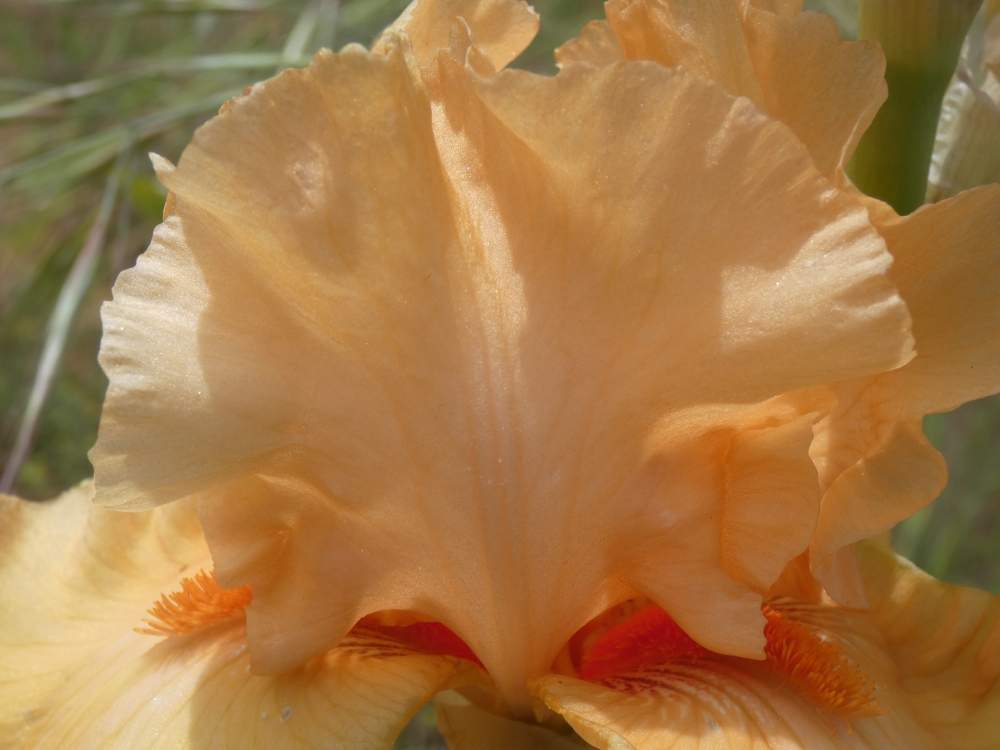 pétale de iridaceae iris barbu cv. 'bogota'