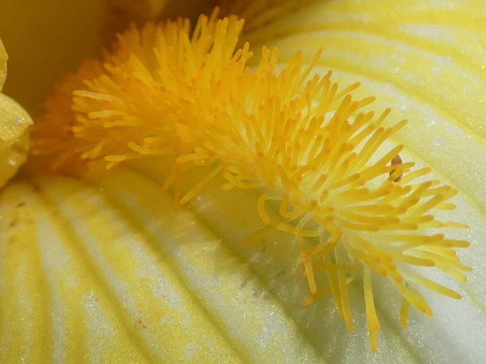 barbe de iridaceae iris barbu cv. 'bold vision'