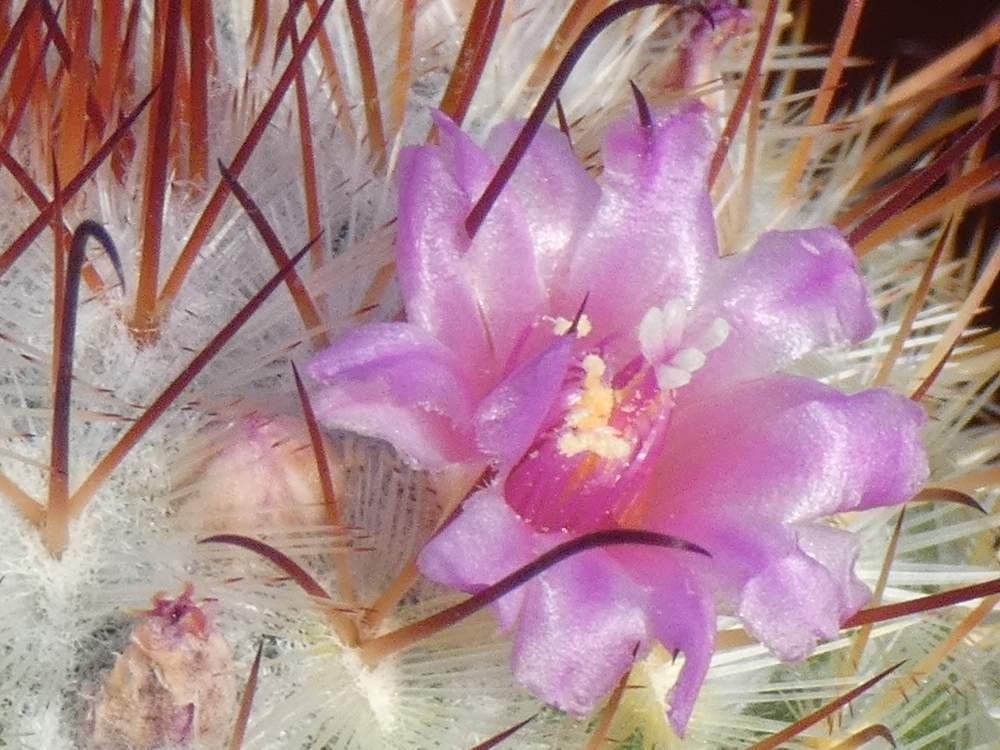 fleur de cactaceae mamillaria bombycina