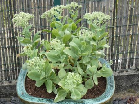 visuel Hylotelephium spectabile 'Brilliant'