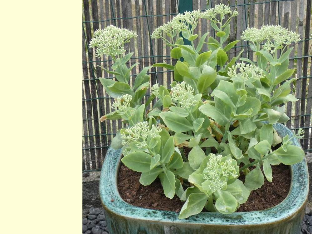 crassulaceae hylotelephium spectabile cv. brilliant