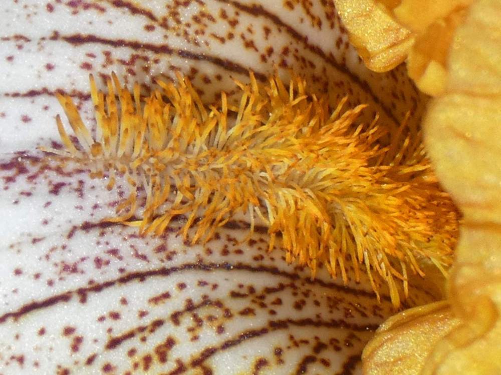 barbe de iridaceae iris barbu cv. 'broadway'