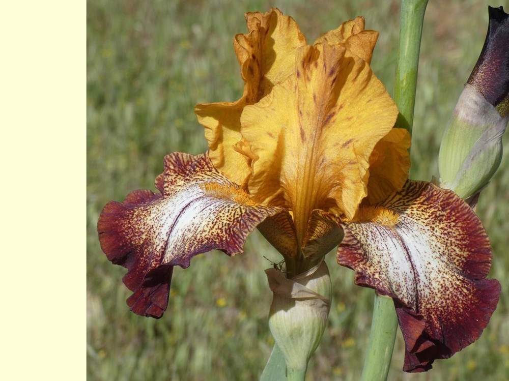 iridaceae iris barbu cv. 'broadway'
