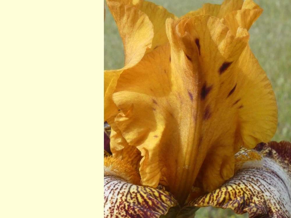 pétale de iridaceae iris barbu cv. 'broadway'