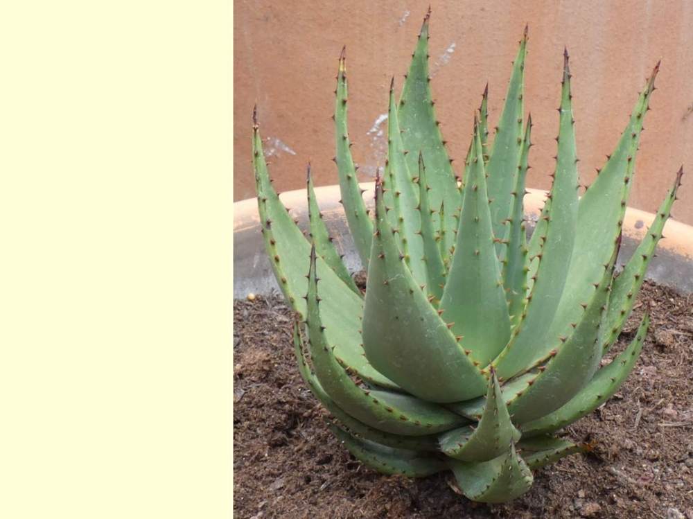 Aloeaceae Aloe broomii