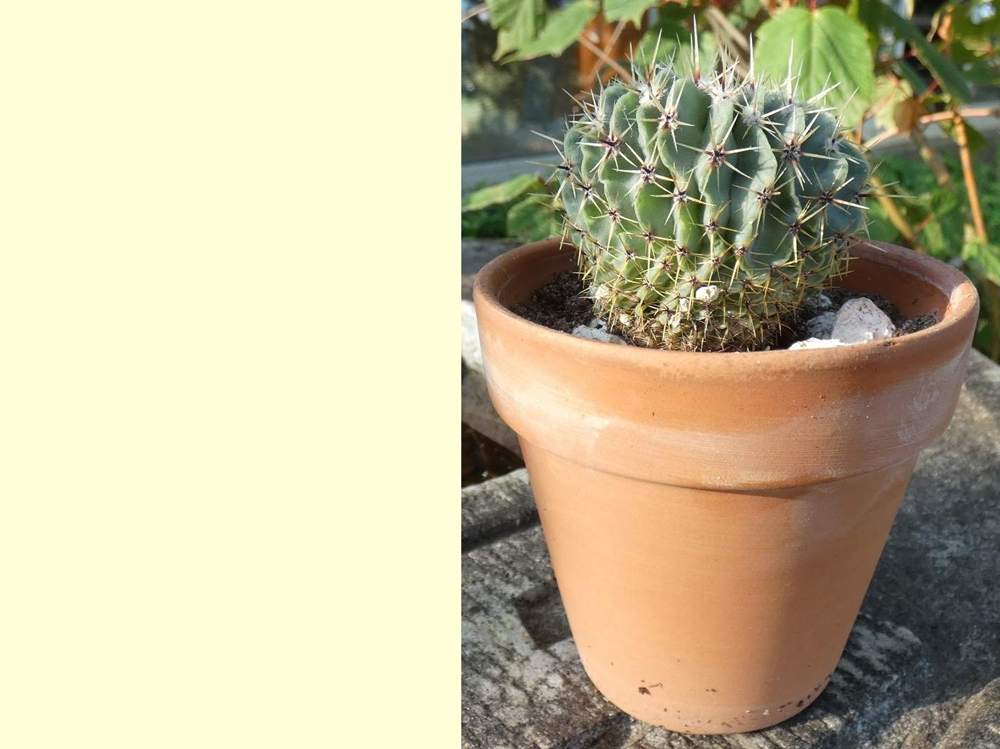 visuel de cactaceae notocactus buiningii