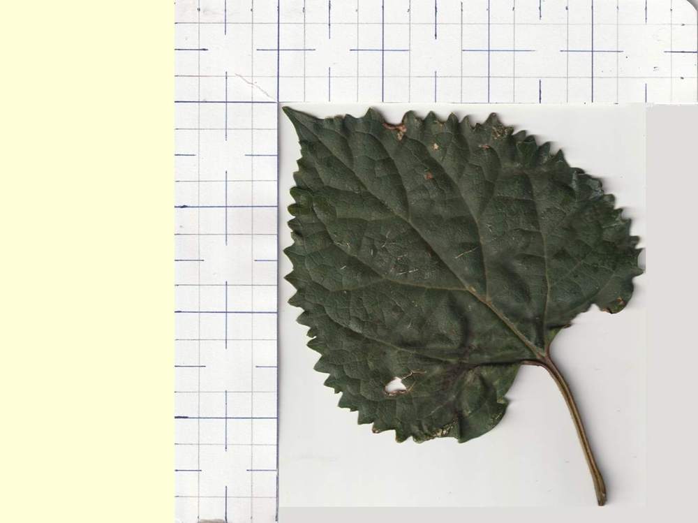 verbenaceae clerodendrum bungei