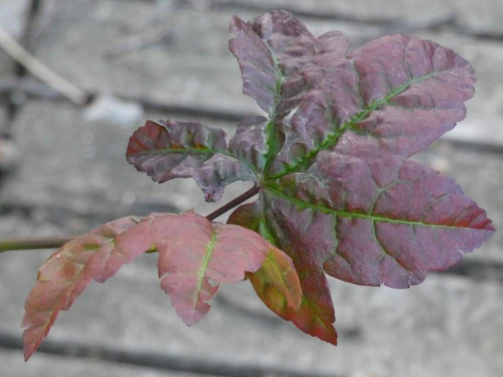 automne de aceraceae acer circinatum cv. 'burgundy jewel'