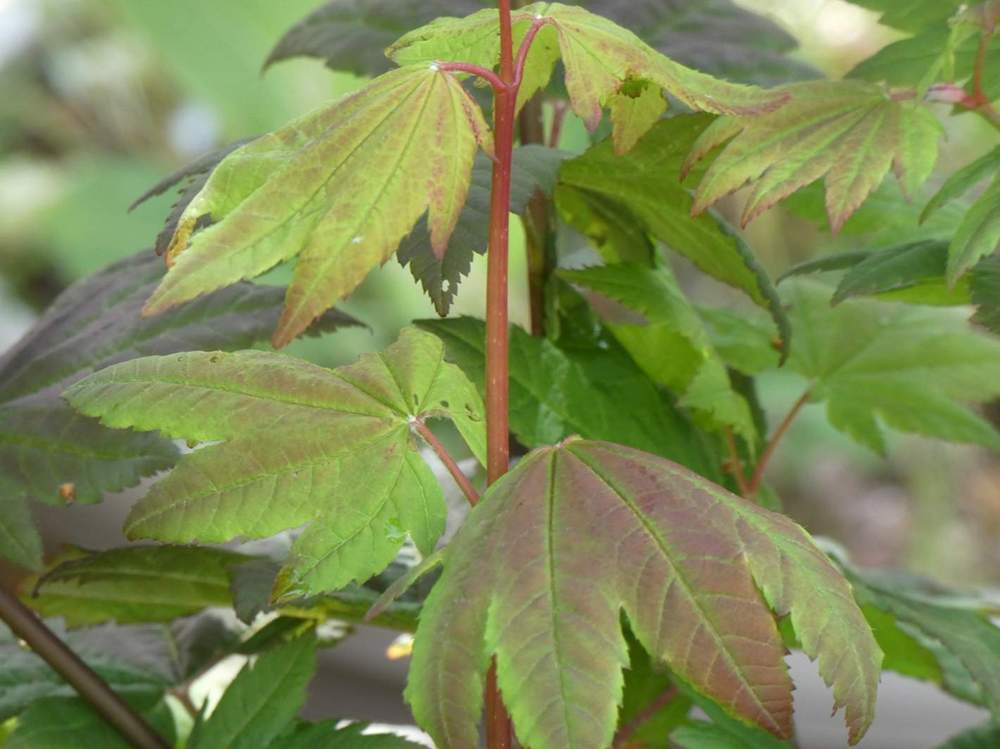 jeune bois de aceraceae acer circinatum cv. 'burgundy jewel'