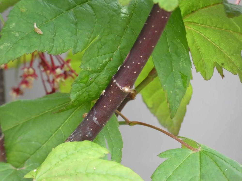 écorce de aceraceae acer circinatum cv. 'burgundy jewel'