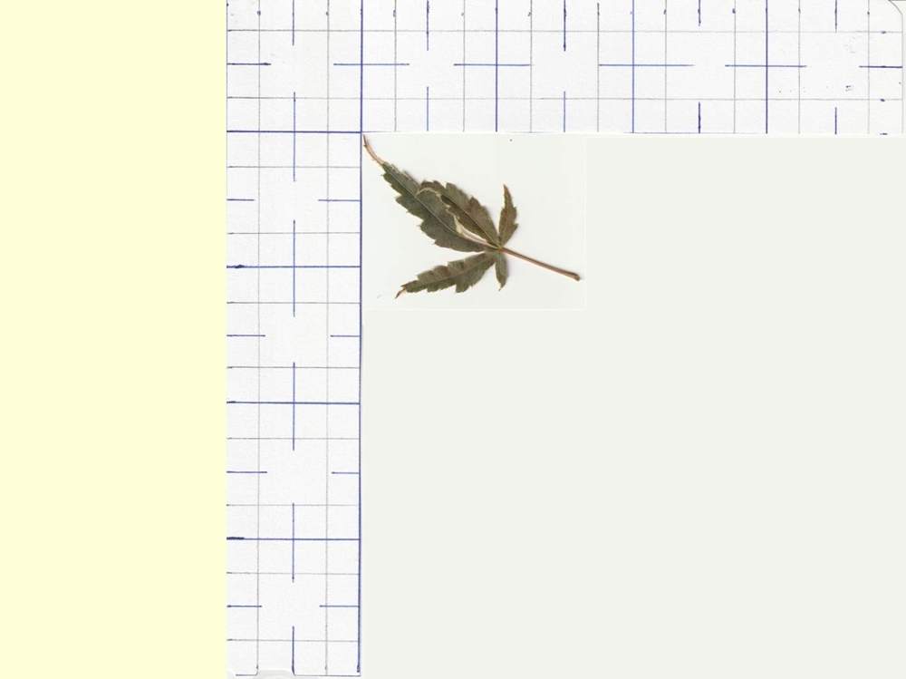 Aceraceae Acer palmatum cv. 'butterfly'