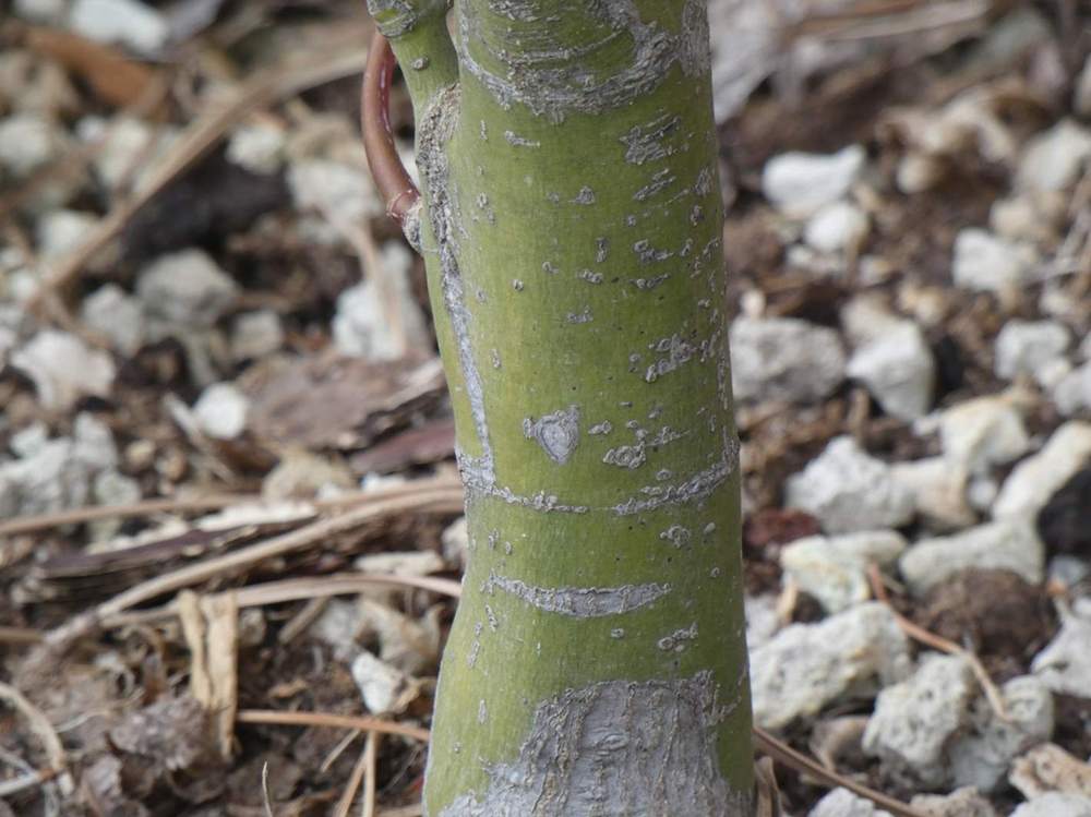 écorce de aceraceae acer palmatum cv. 'Butterfly'